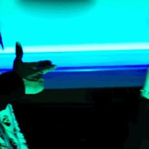 Meet your Posher, Ivean